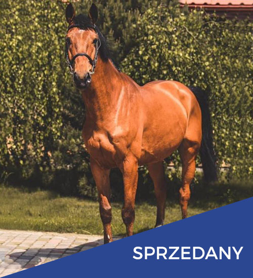 konie na sprzedaż kenius rv